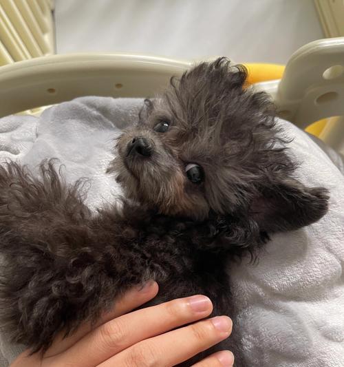 探究泰迪狗一直抖的原因（从生理、环境到情绪，解析泰迪狗抖动现象）