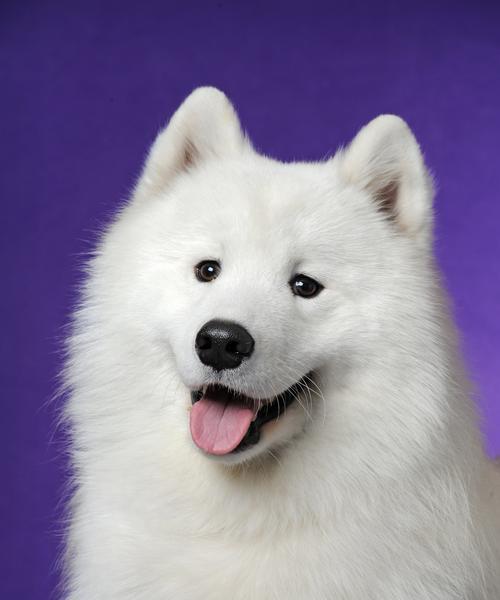 萨摩耶眼睛的奇幻之色（探寻萨摩耶眼睛的多彩世界）