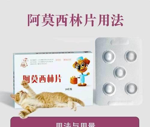 猫感冒了怎么办？给猫吃什么药？（猫感冒常见症状及药物治疗方案）