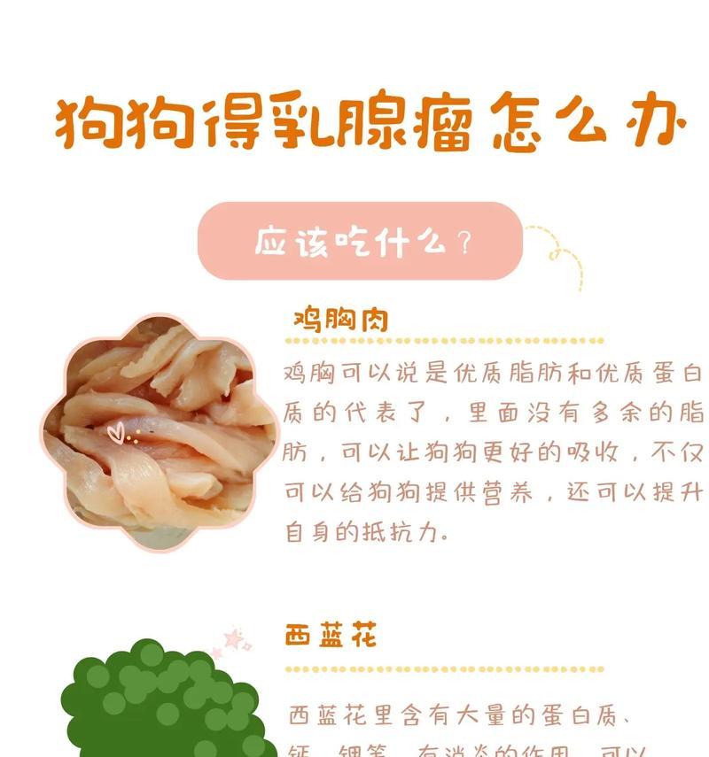 狗狗如何补充营养（为你的爱宠提供健康饮食）