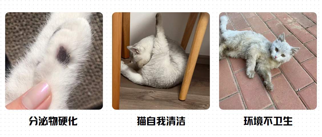 猫癣出现黑色结痂是快好了吗