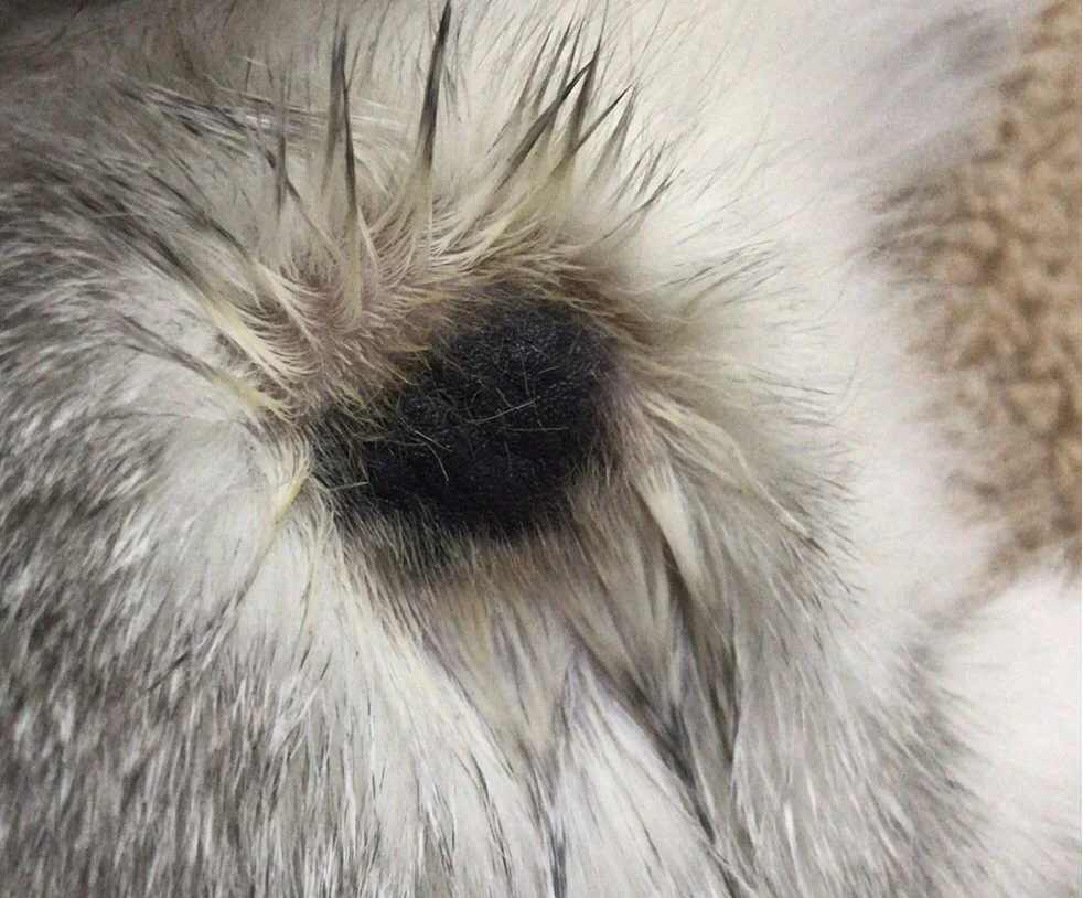 猫癣处变成黑色结痂是快好了吗？不一定！