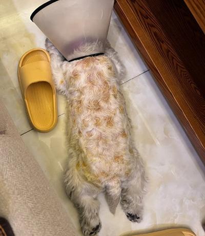 狗狗长脓包应该如何正确处理?