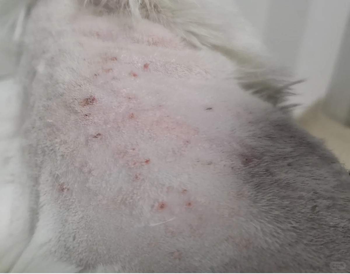 猫咪疯狂舔毛是皮肤病吗