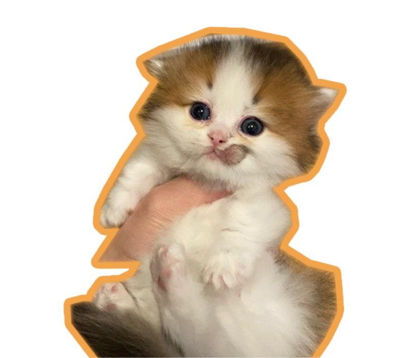 猫癣大作战：2月龄幼猫猫癣的精准治疗方法