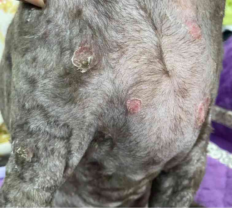 猫咪皮肤掉毛溃烂