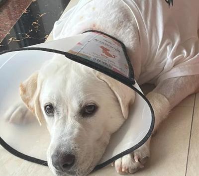 狗狗得皮肤病毛发变秃?别再拖了