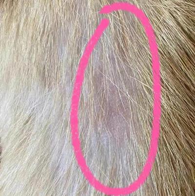 狗狗得皮肤病毛发变秃?别再拖了