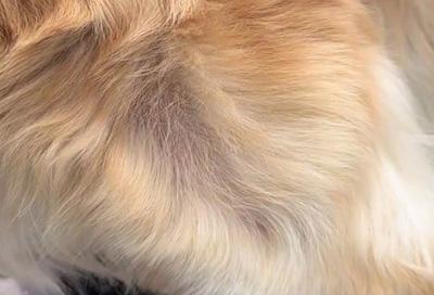 狗毛纷飞?一文教你轻松解决狗狗脱毛的烦恼