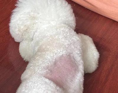 狗狗得皮肤病毛发变秃?别再拖了