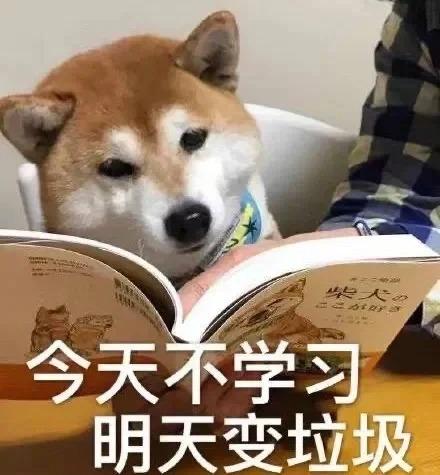 恩诺沙星能治狗癣吗？答案可能和你想的不一样