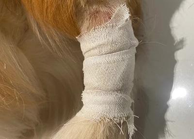 狗狗尾巴感染真菌溃烂?这样处理最有效!