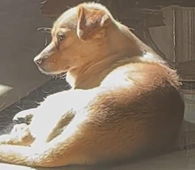 狗毛纷飞?一文教你轻松解决狗狗脱毛的烦恼