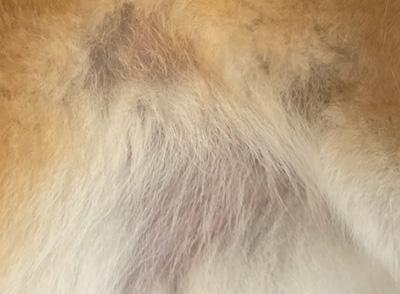 狗毛纷飞?一文教你轻松解决狗狗脱毛的烦恼