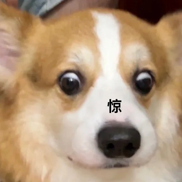 夏天狗狗身上突然起红斑，到底怎么回事？！