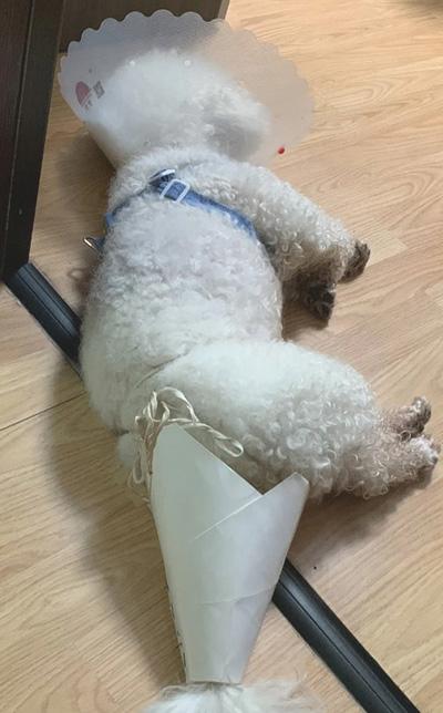 狗狗尾巴感染真菌溃烂?这样处理最有效!