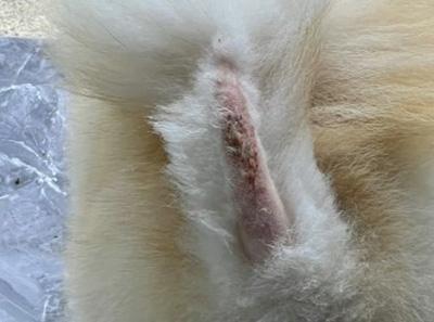 狗狗尾巴感染真菌溃烂?这样处理最有效!