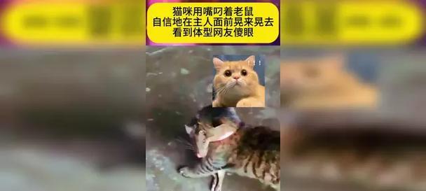 猫攻击前晃动之谜（探寻猫为何攻击前会进行晃动的原因）