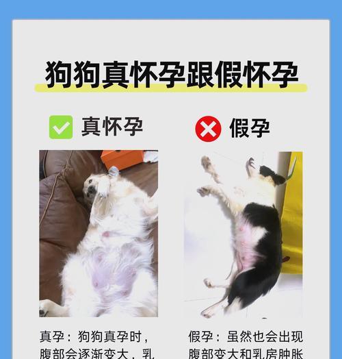 狗狗的繁殖周期与产崽时间（了解狗狗的繁殖周期，合理规划产崽时间）