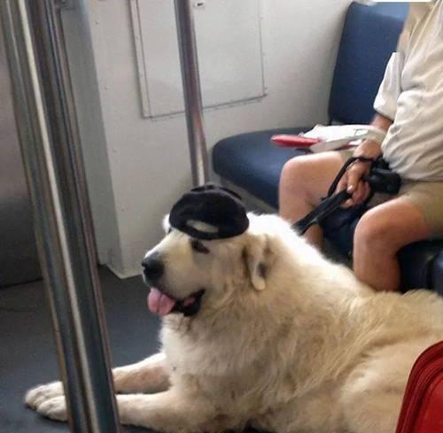 带狗狗乘火车的后果（了解乘火车带狗狗可能面临的问题及解决方法）