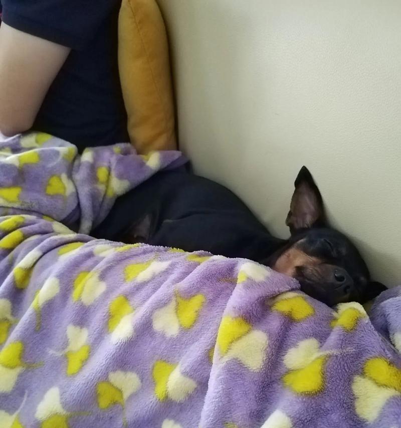 母狗怀孕后期的注意事项（怀孕后期如何照顾母狗）