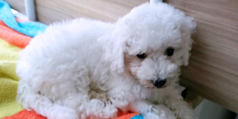 细小第五天的合适饮食（细小患者需要注意的饮食安排及建议）