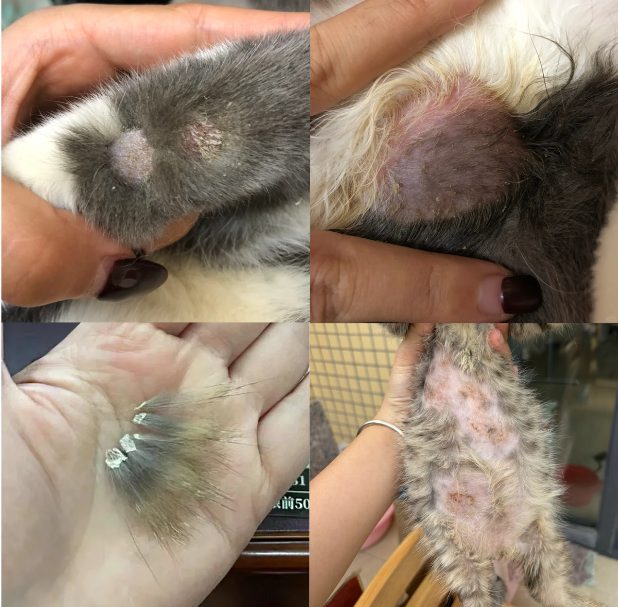 猫癣症状