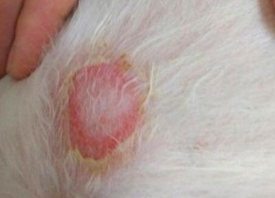 狗狗皮肤化脓溃烂应该怎么处理?
