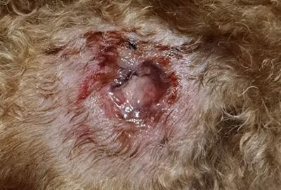 狗狗皮肤化脓溃烂应该怎么处理?