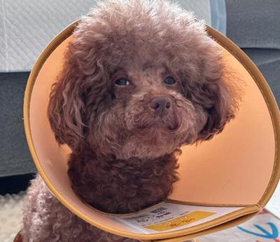 狗狗皮肤化脓溃烂应该怎么处理?