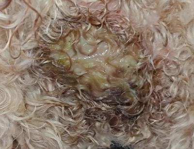 狗狗皮肤化脓溃烂应该怎么处理?