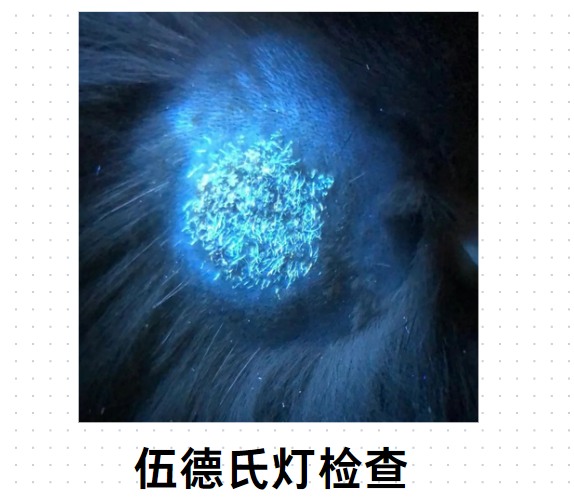 伍德氏灯检查猫癣准吗