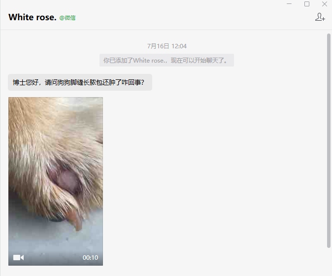 狗狗脚缝长脓包还肿了？解决方法在这篇