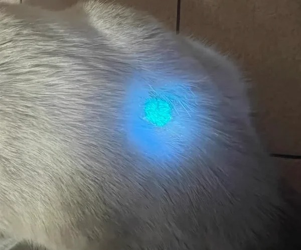 伍德氏灯检查猫癣