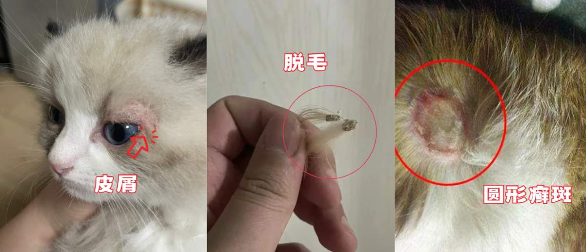 猫癣的症状