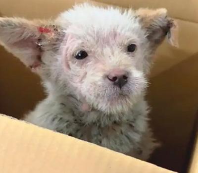 狗狗感染疥癣难根治?或许是方法不对