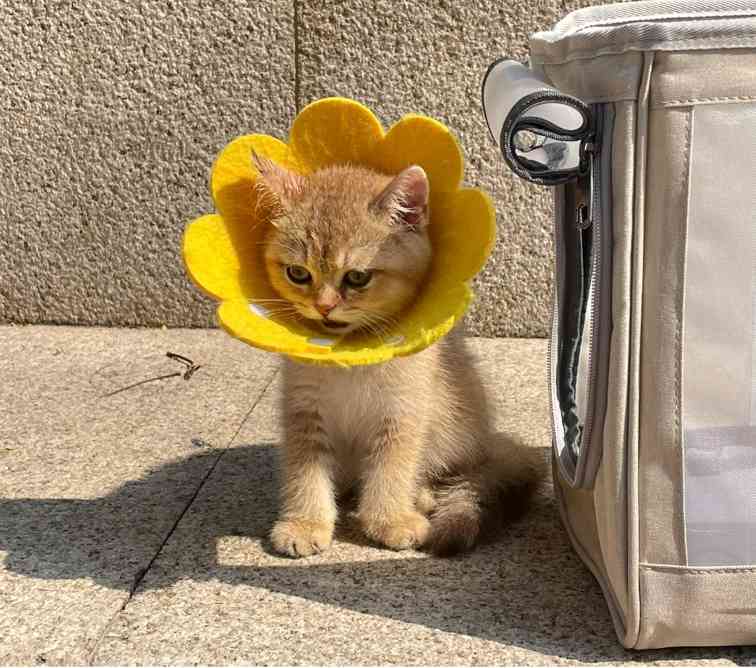 辟谣！猫癣其实不用治，晒晒太阳就能好？