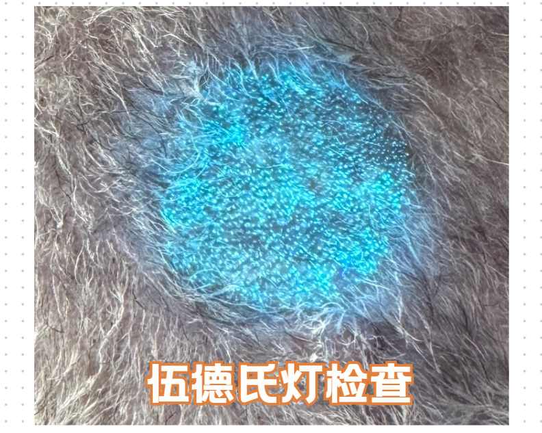 怎么确定是不是猫癣?