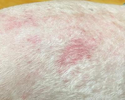 狗狗皮肤发红一定是皮肤病吗？当然不是