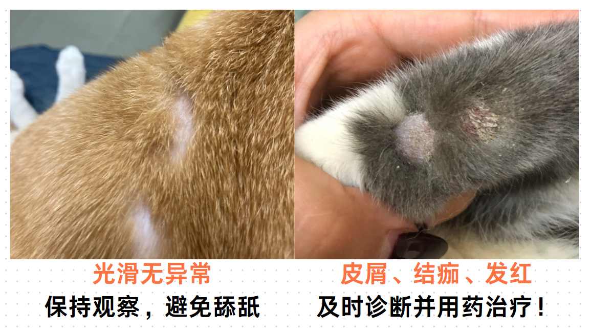 猫咪掉了一块毛怎么办?