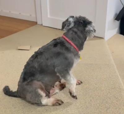 狗狗屁股周围发红瘙痒?可能是这些原因导致的