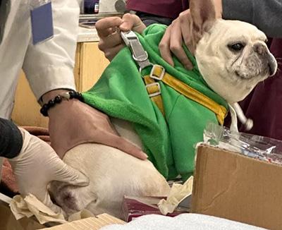 狗狗屁股周围发红瘙痒?可能是这些原因导致的