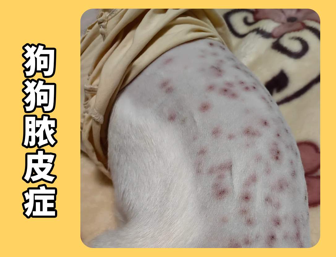 狗狗长脓包！狗狗浅表性脓皮症如何治疗？