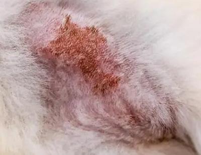 狗狗身上出现一块块结痂，真不是外伤那么简单！