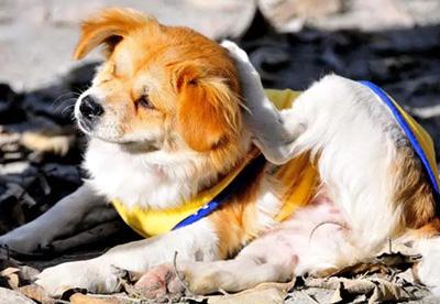 【紧急求助】狗狗瘙痒不停抓挠至出血?