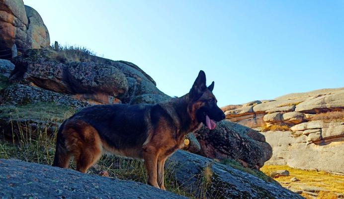 以西德犬的饮食与个子（了解以西德犬的食物偏好，提升个子生长质量）