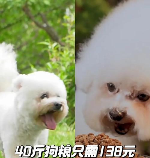 新生狗狗何时开始以狗粮为主食？（为你的新生狗狗制定正确的饮食计划）