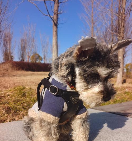 小型犬的理想遛狗时间究竟是多久？（探索小型犬每天锻炼需求的关键）