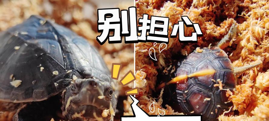 为什么乌龟需要冬眠？（探寻乌龟冬眠的必要性及家养乌龟的冬眠问题）