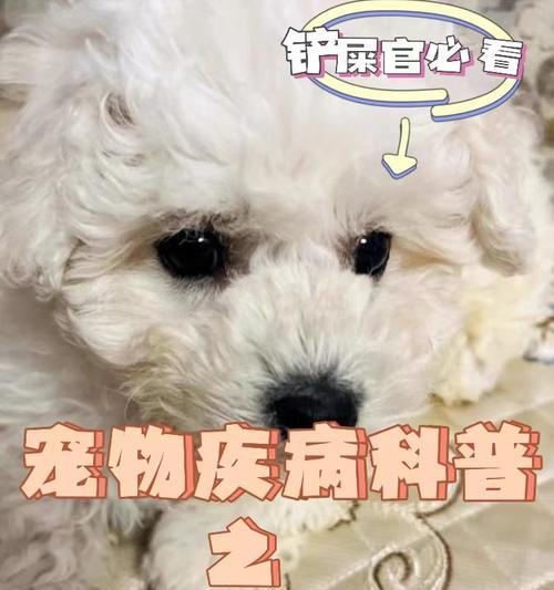 揭秘脓皮症的成因与治疗方法（探究脓皮症的症状、危害与预防方法）